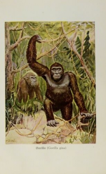 1926 - Gorilla - alter Druck
